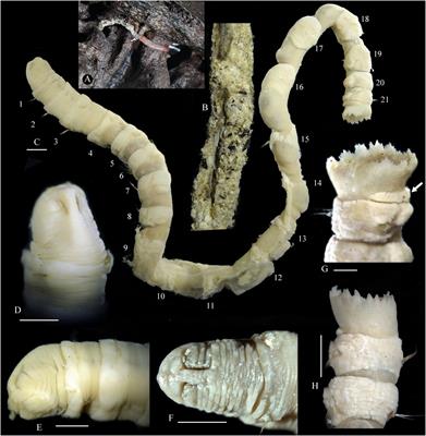 Are maldanids from deep-sea reduced habitats closely related? Implications of a new wood-fall species of Nicomache from the South China Sea